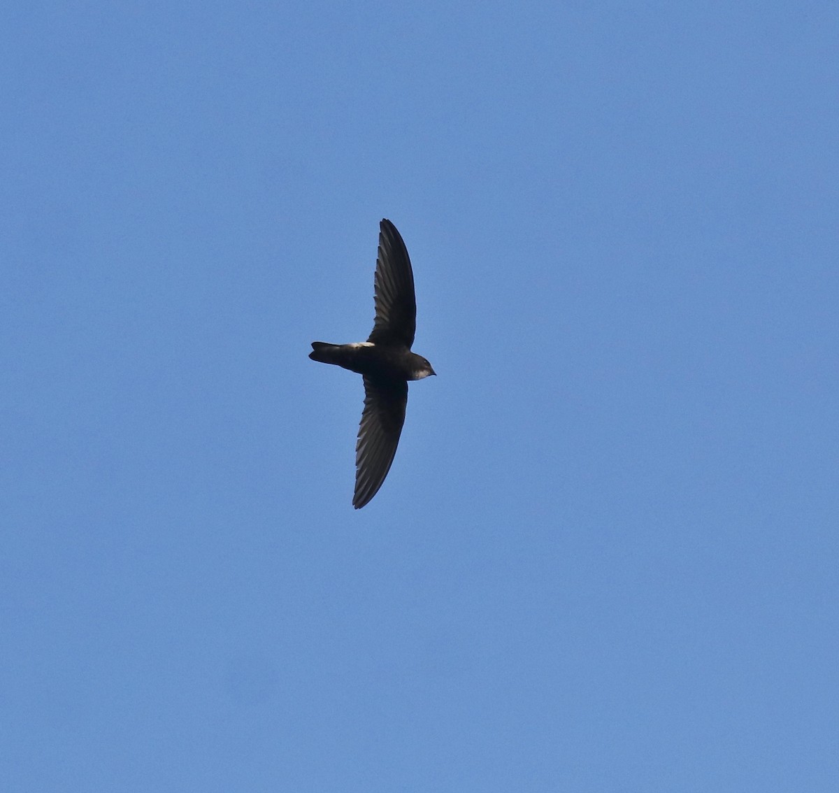 Little Swift - ML659311851
