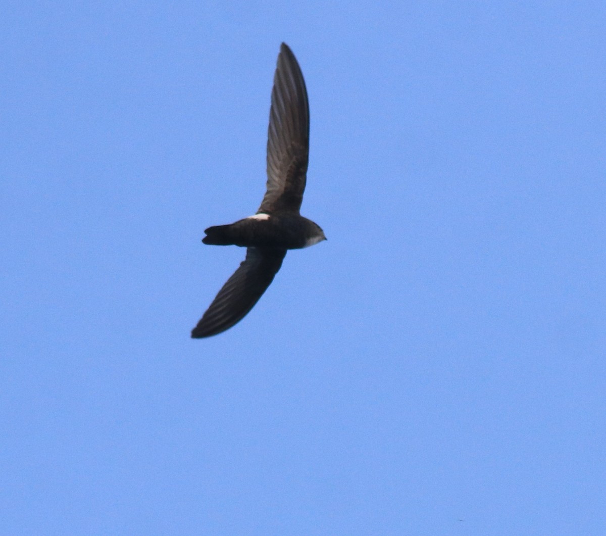 Little Swift - ML659311852