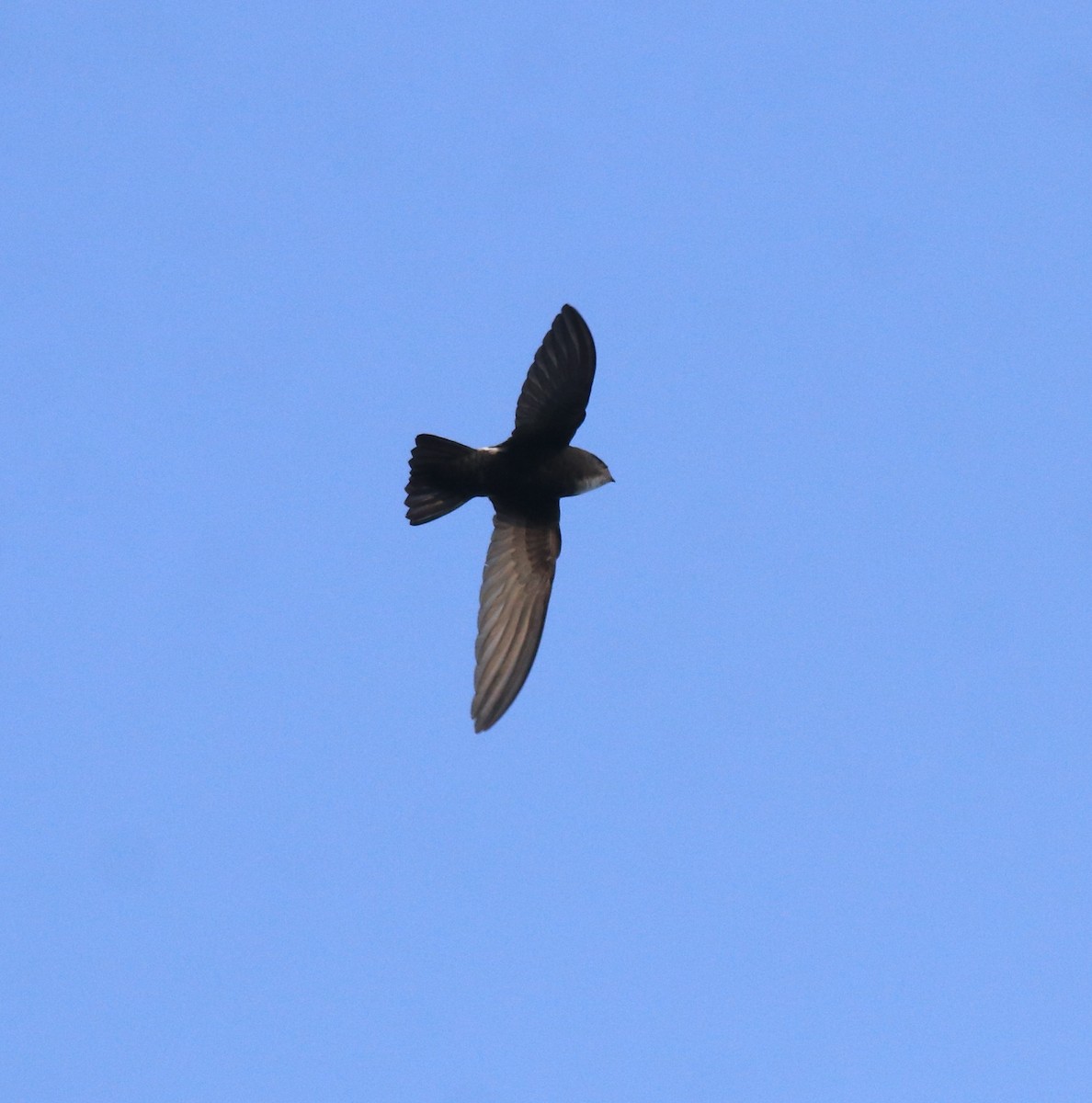 Little Swift - ML659311853