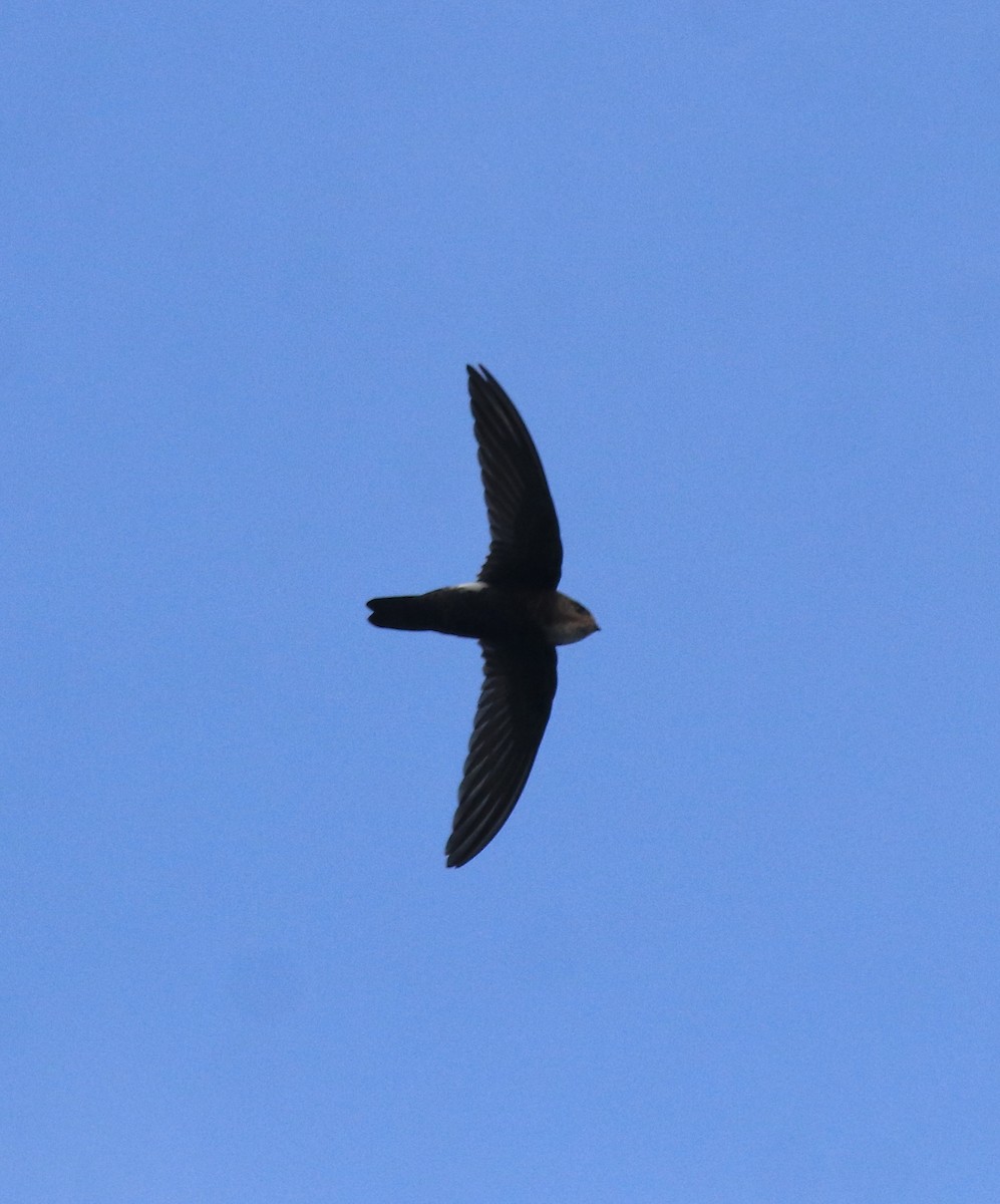 Little Swift - ML659311854