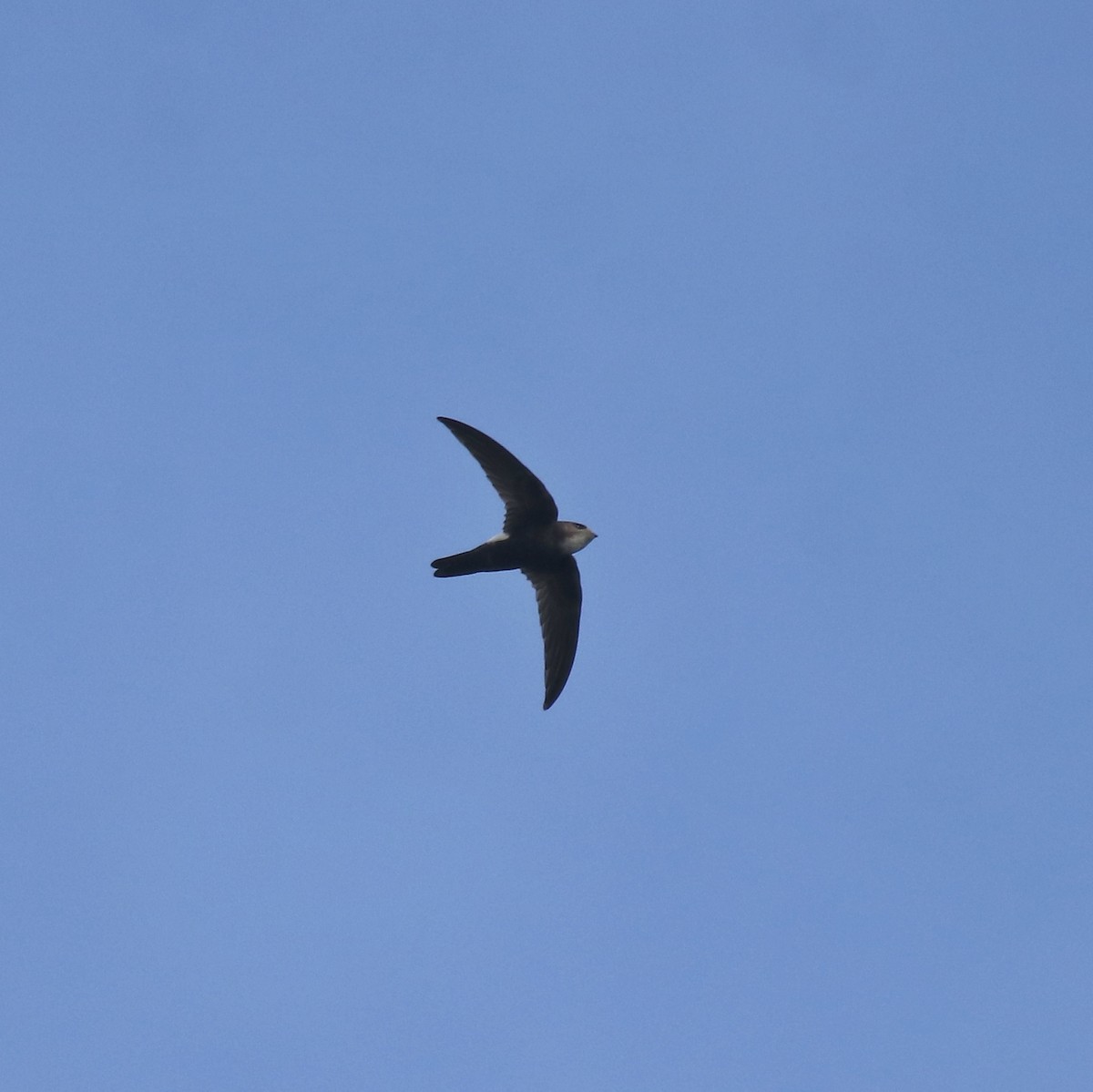 Little Swift - ML659311855
