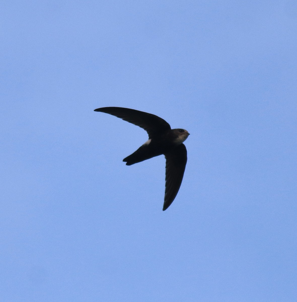 Little Swift - ML659311856