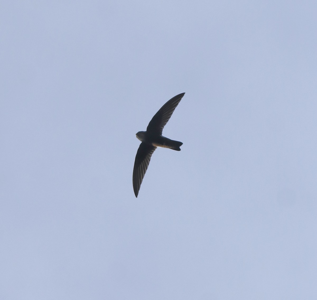 Little Swift - ML659311857