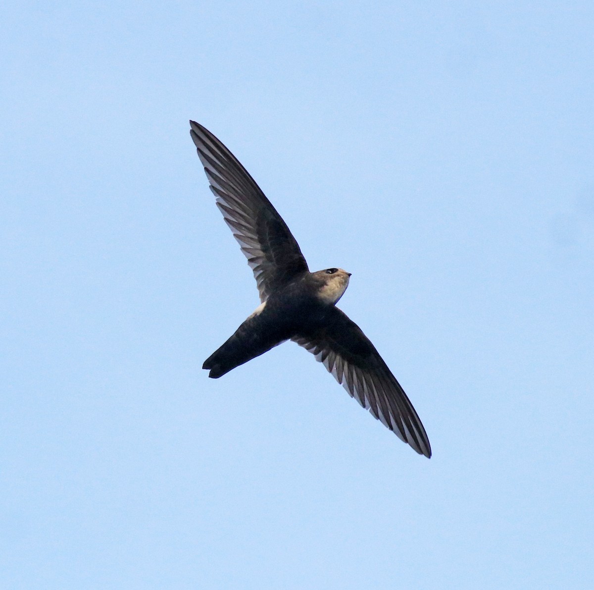 Little Swift - ML659311858