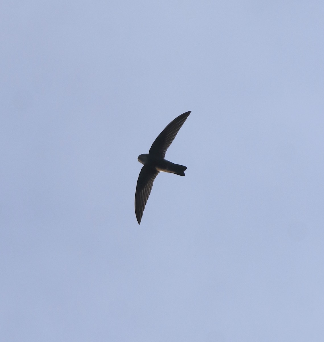 Little Swift - ML659311859