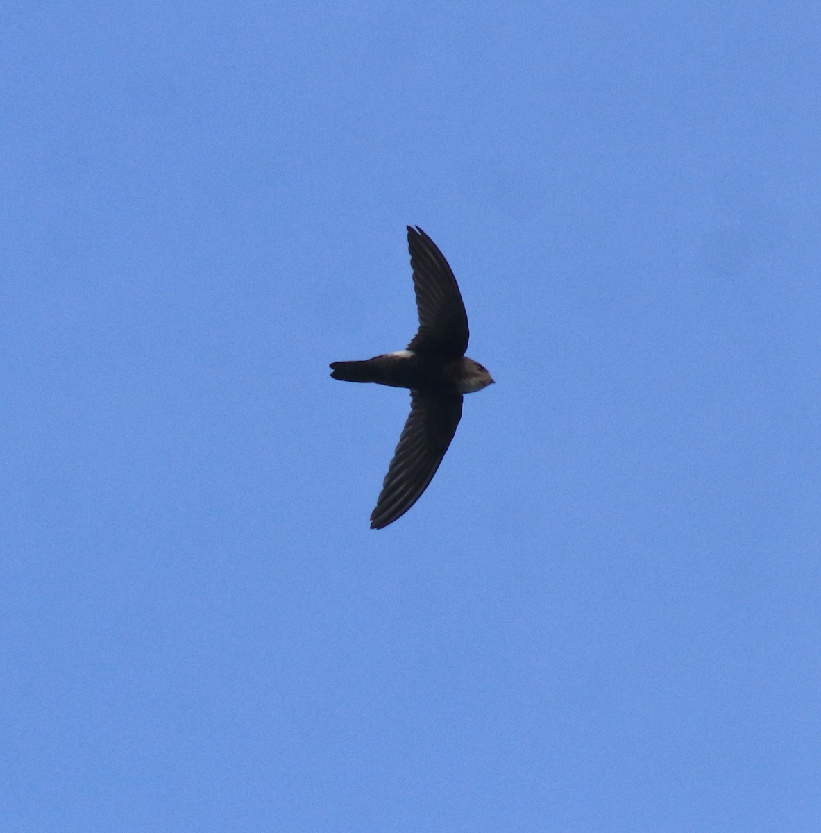 Little Swift - ML659311860