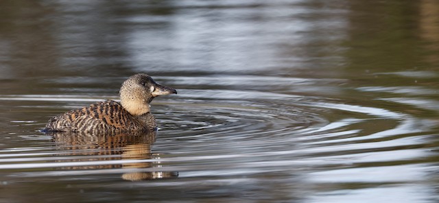 White-backed Duck (Thalassornis leuconotus) — best photo, 4 in total
