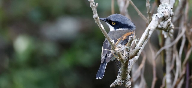 Flycatchers, Batises & Wattle-eyes