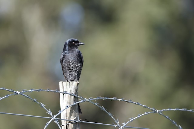 Shrikes, Drongos & Orioles