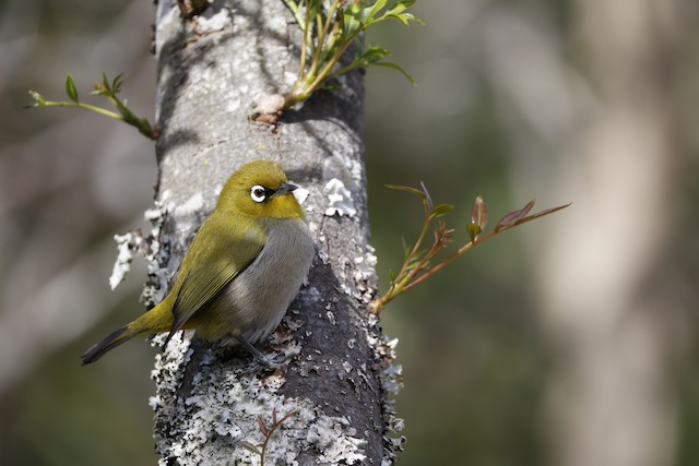 White-eyes