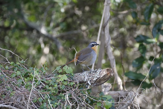 Cape Robin-Chat (Dessonornis caffer) — best photo, 3 in total