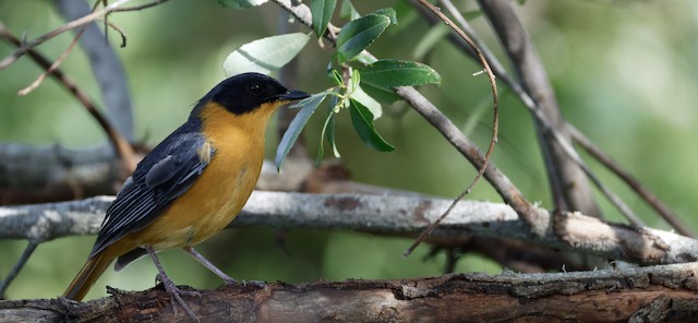 Chorister Robin-Chat (Cossypha dichroa) — best photo, 3 in total