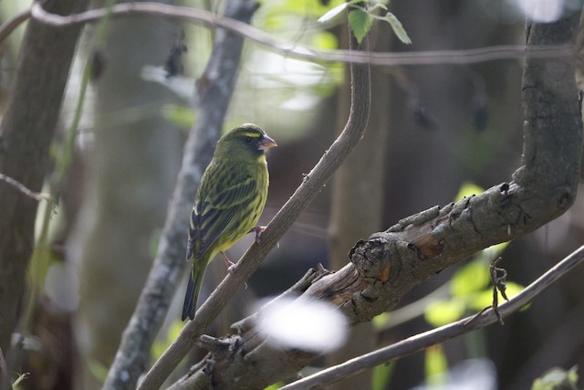Forest Canary (Crithagra scotops) — best photo, 2 in total