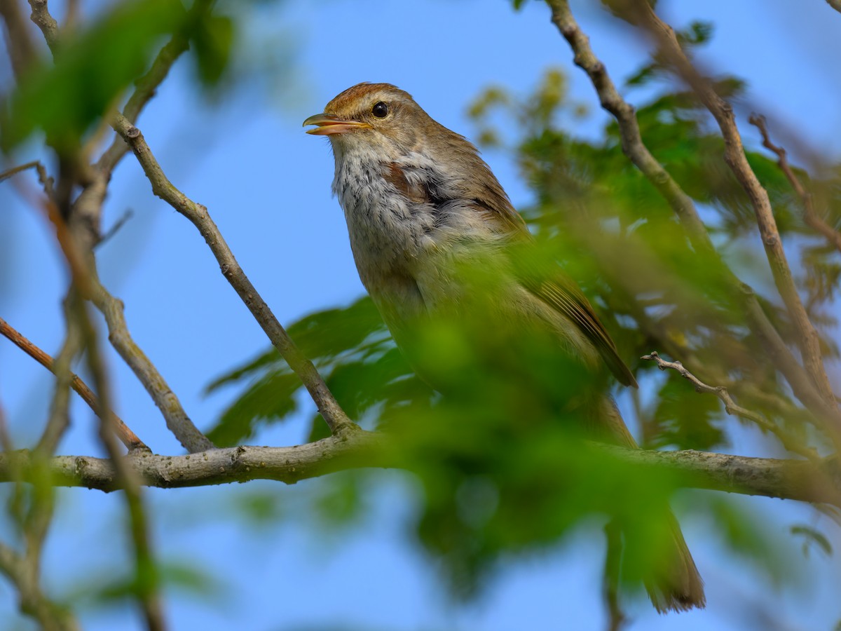 Manchurian Bush Warbler - ML659313684