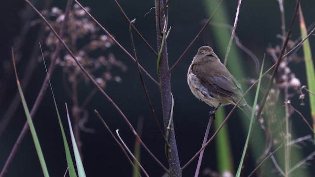 White-bellied Seedeater - ML659314157