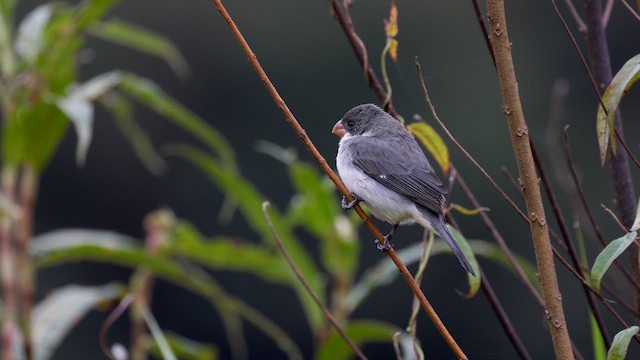 White-bellied Seedeater - ML659314158