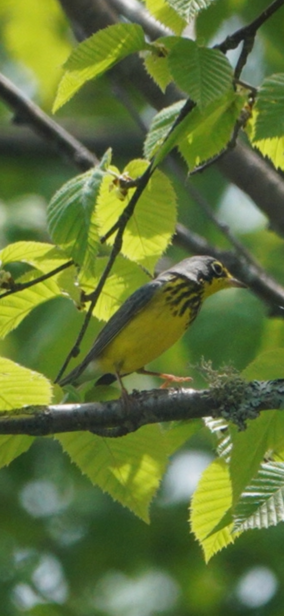 Canada Warbler - ML659314215