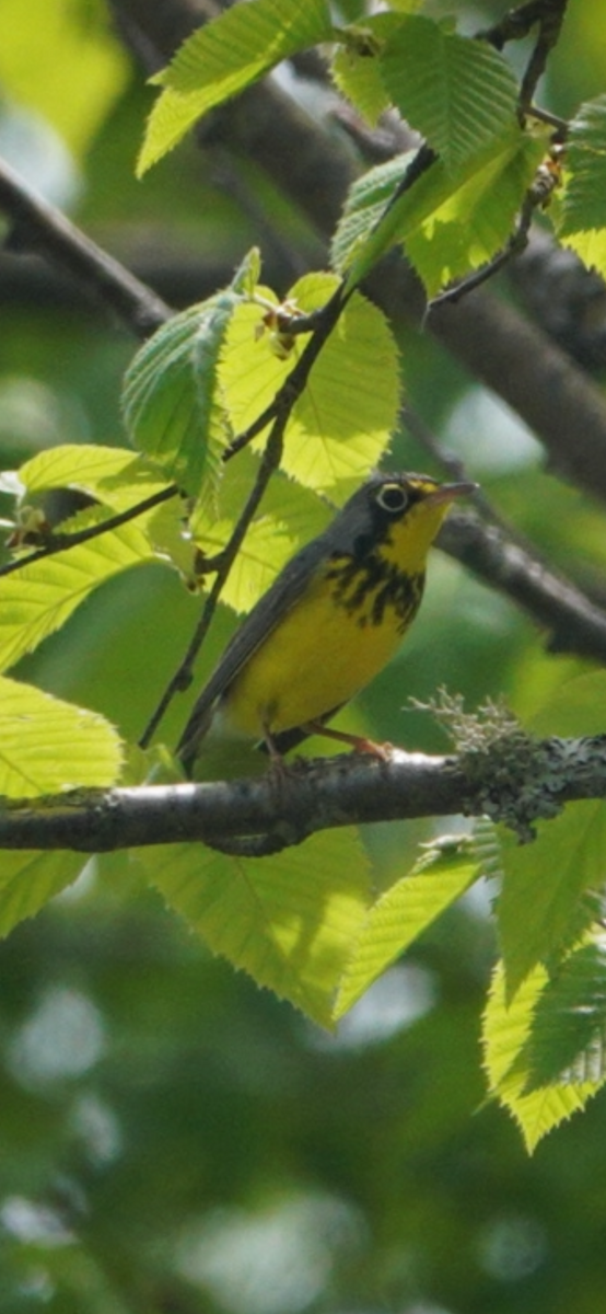 Canada Warbler - ML659314216