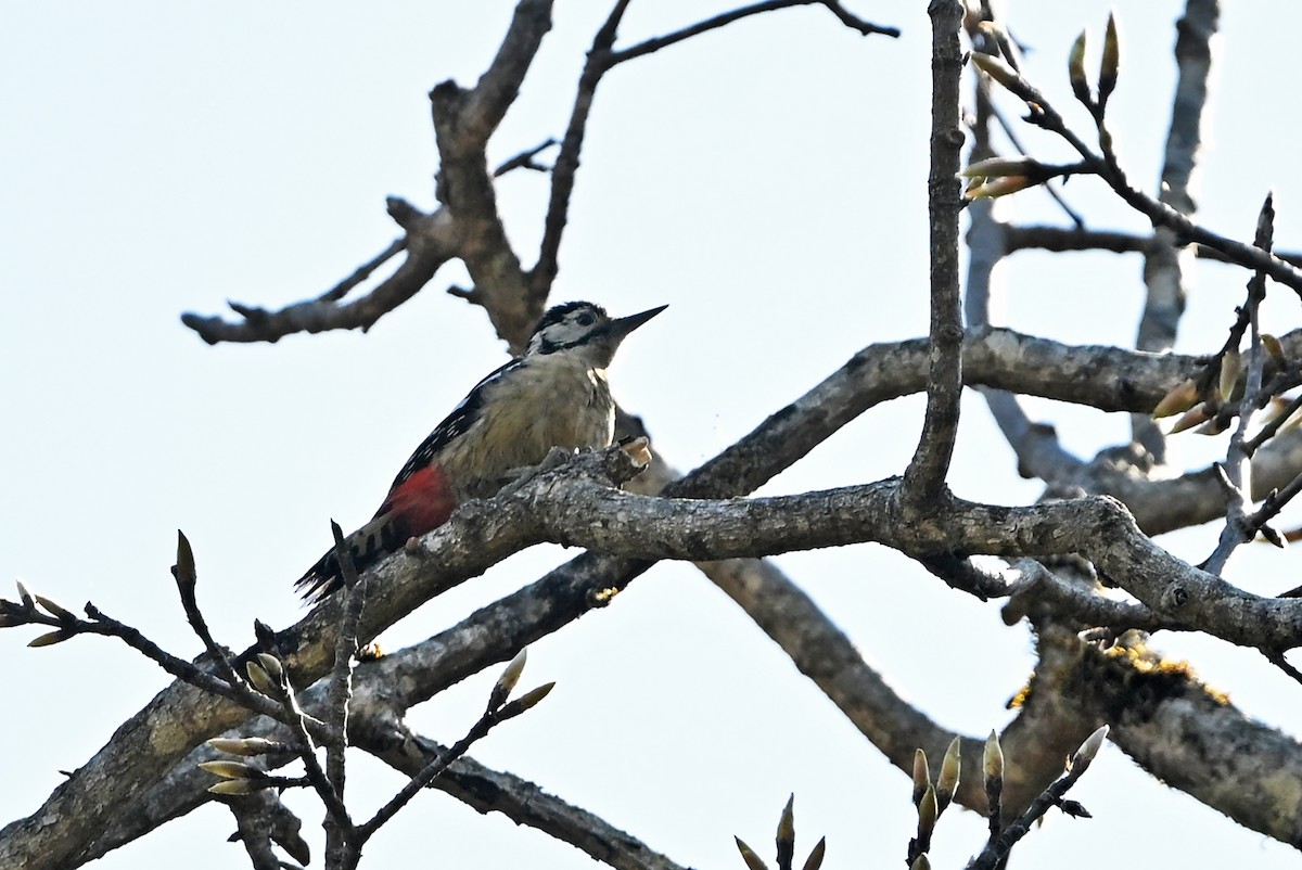 Himalayan Woodpecker - ML659314582