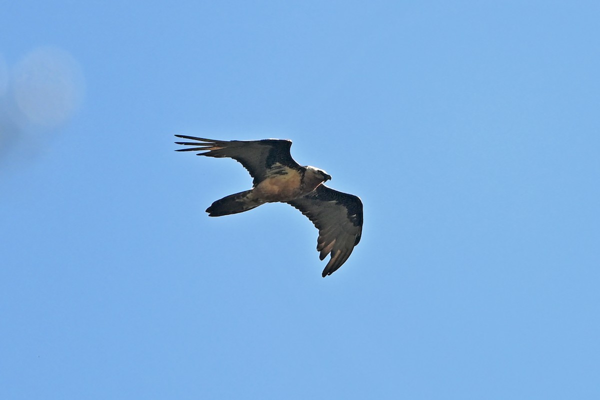 Bearded Vulture - ML659314589