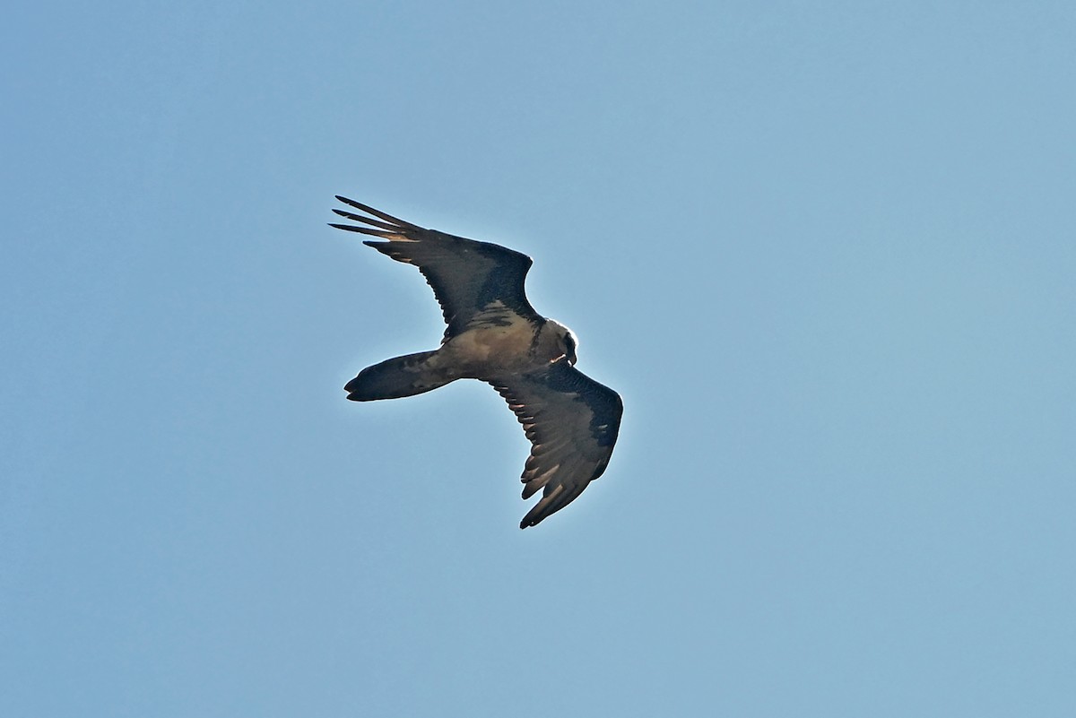 Bearded Vulture - ML659314592