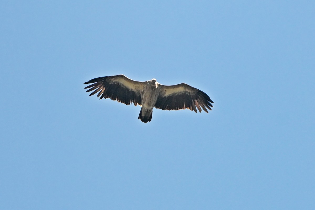 Himalayan Griffon - ML659314603