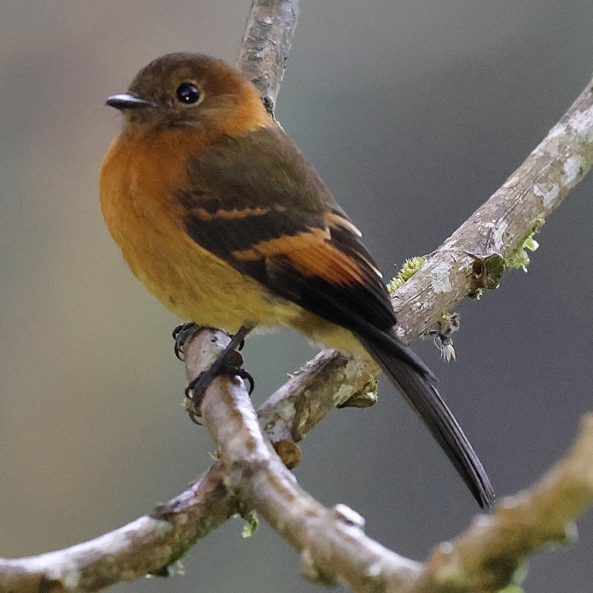 Cinnamon Flycatcher (Andean) - ML659314644