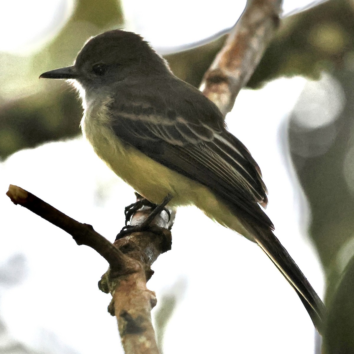 Pale-edged Flycatcher - ML659314646
