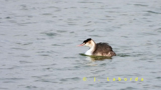 Great Crested Grebe - ML659314649
