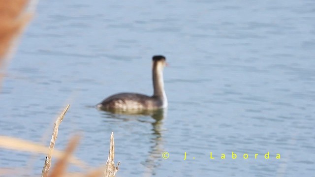 Great Crested Grebe - ML659314651