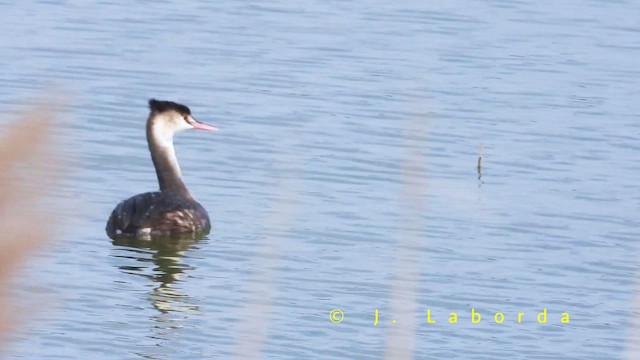 Great Crested Grebe - ML659314652
