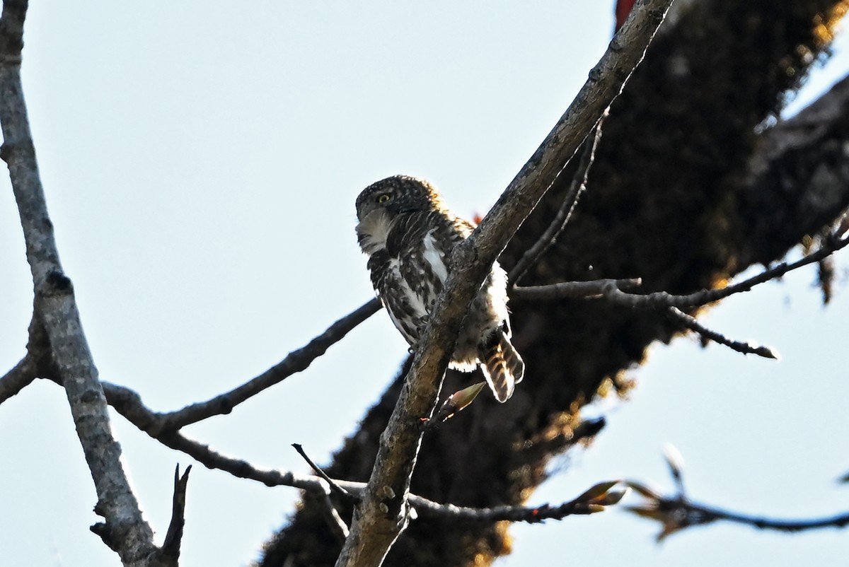Collared Owlet - ML659314661