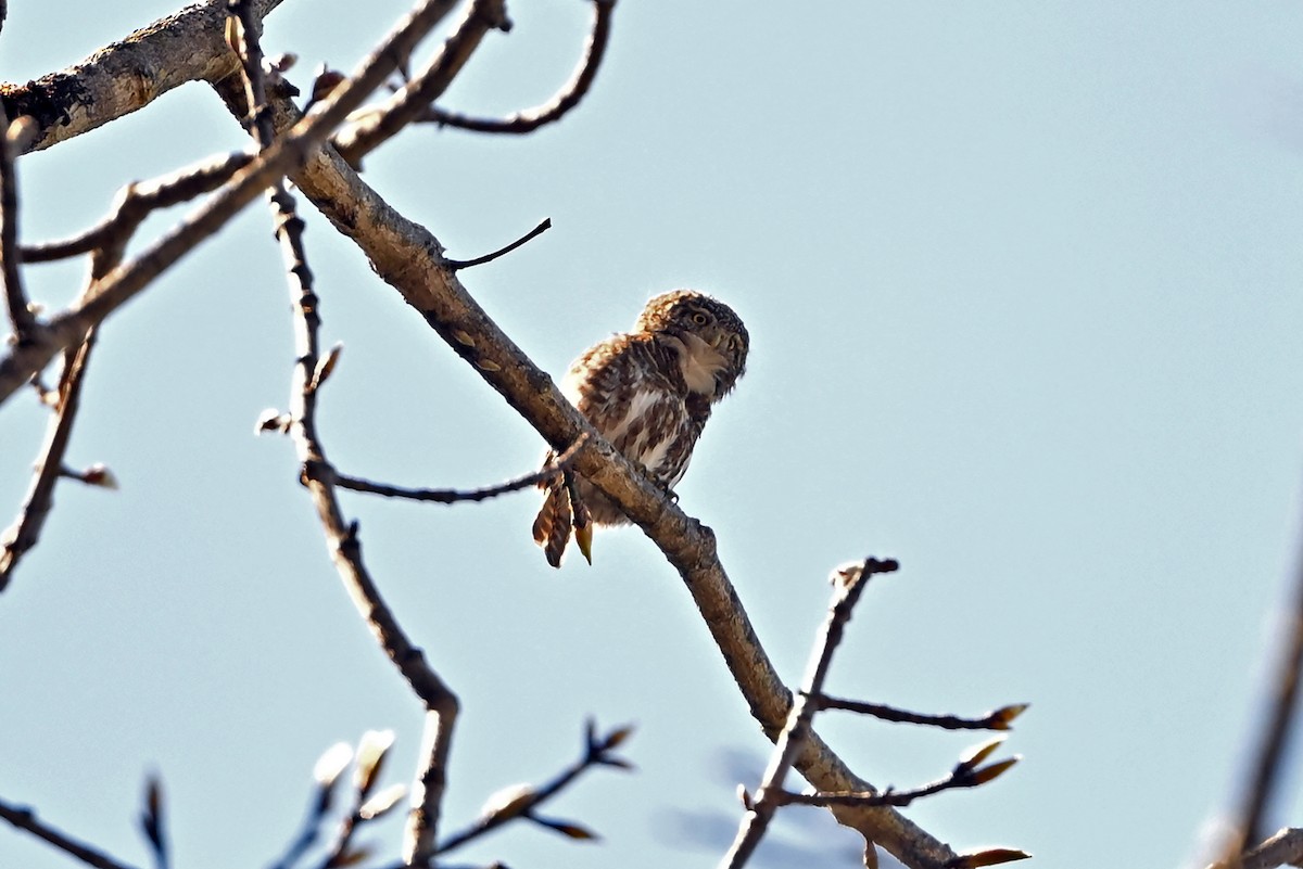 Collared Owlet - ML659314663