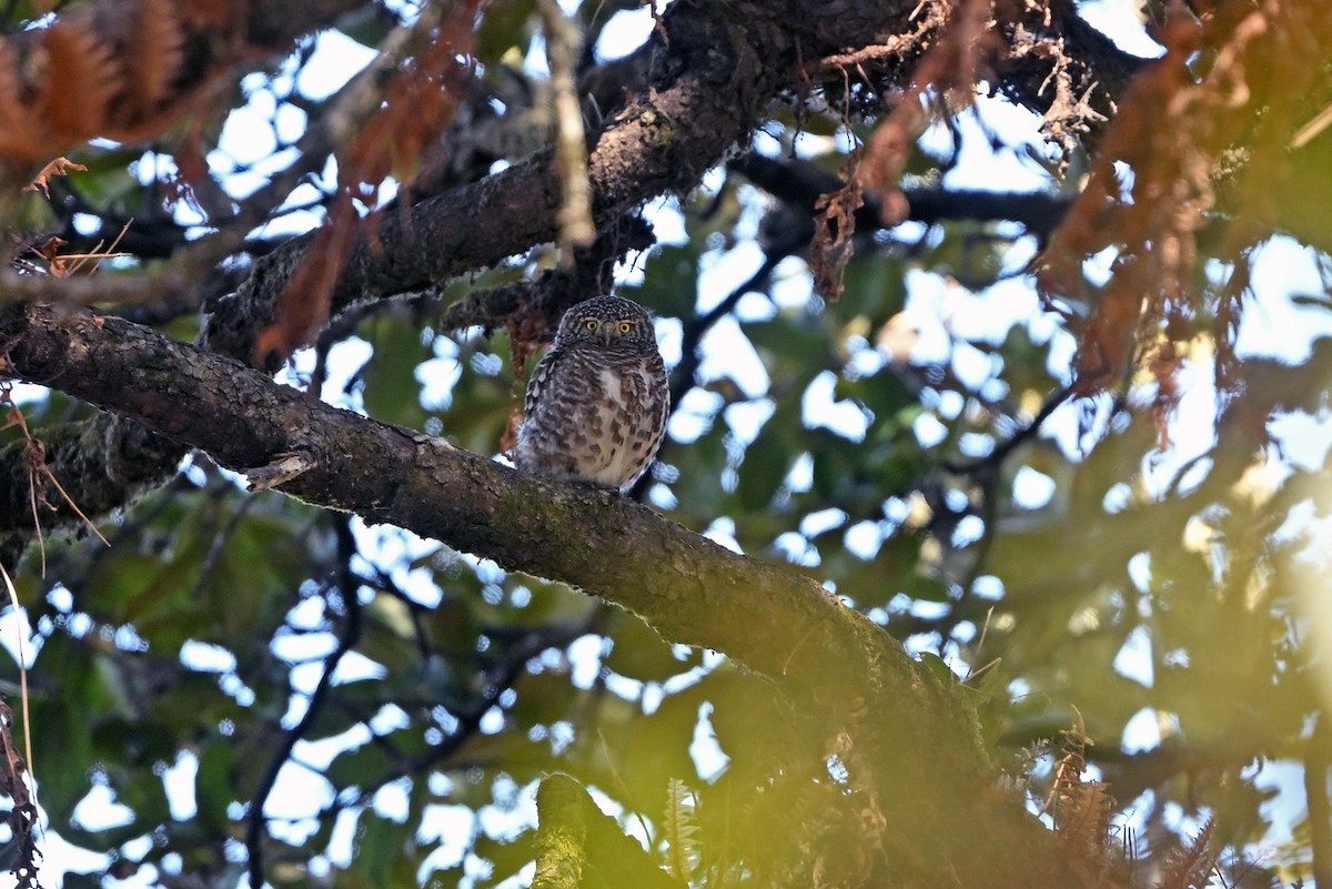 Collared Owlet - ML659314667