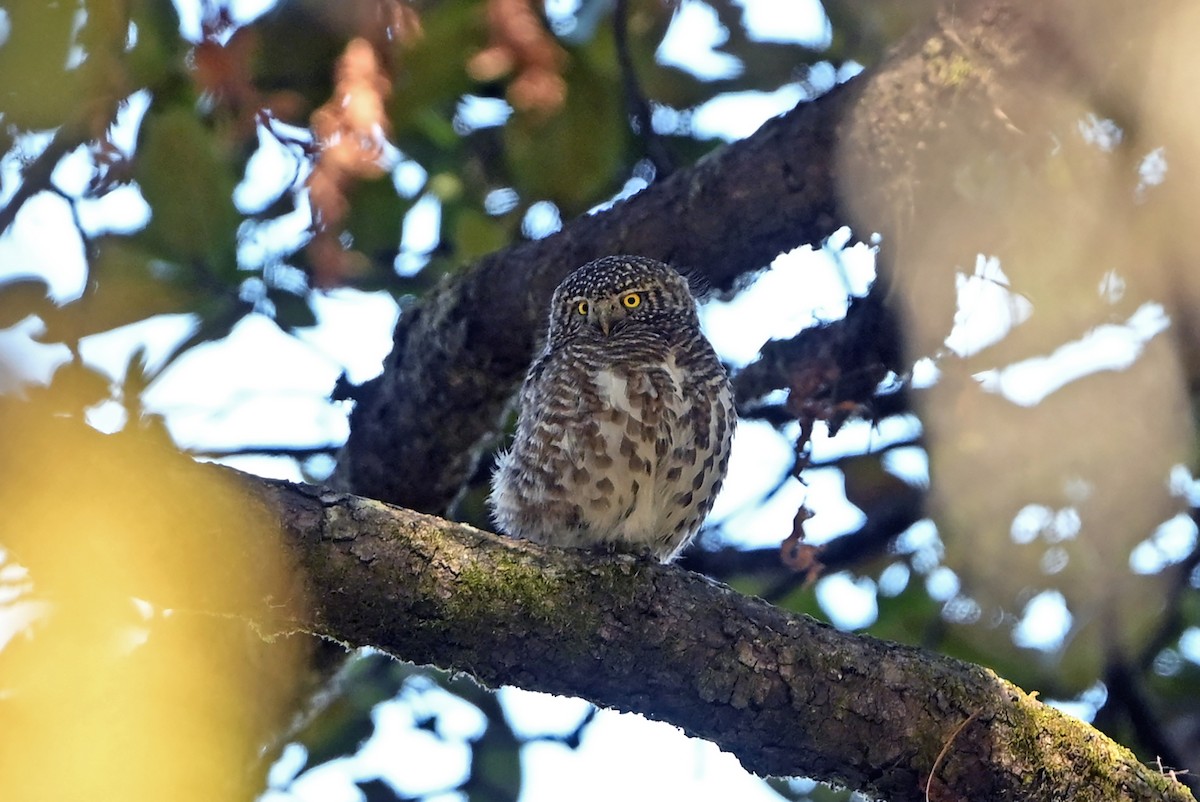 Collared Owlet - ML659314671