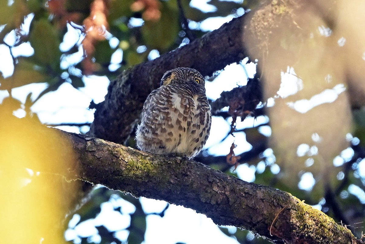 Collared Owlet - ML659314678
