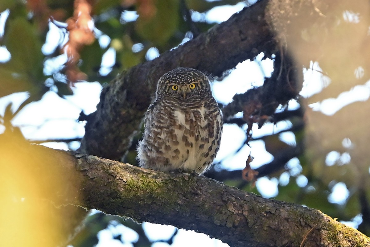 Collared Owlet - ML659314723