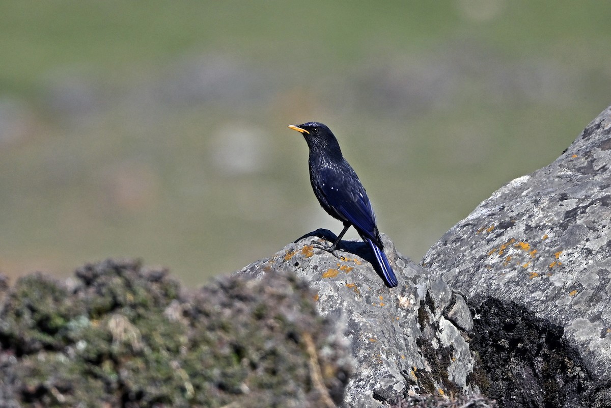 Blue Whistling-Thrush - ML659314728