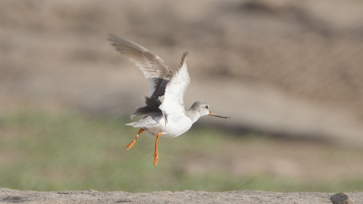 tereksnipe - ML659314801