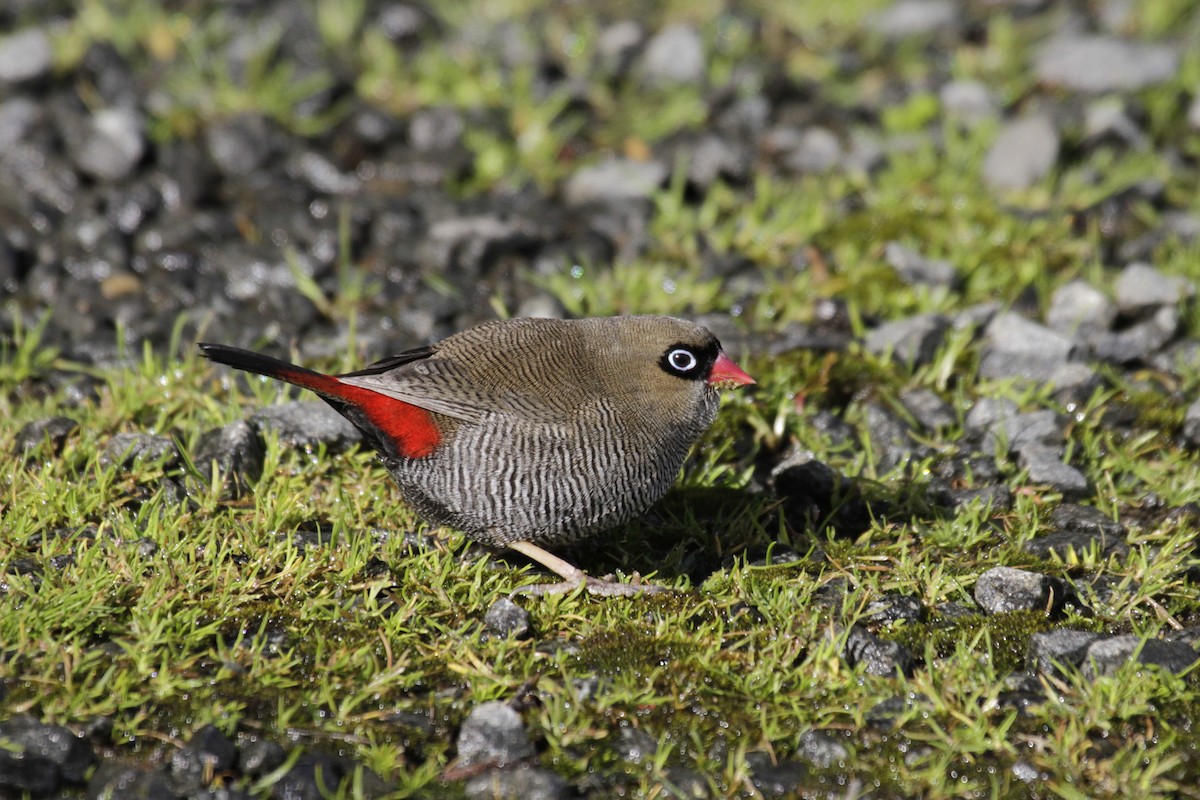 Beautiful Firetail - Paul Brooks