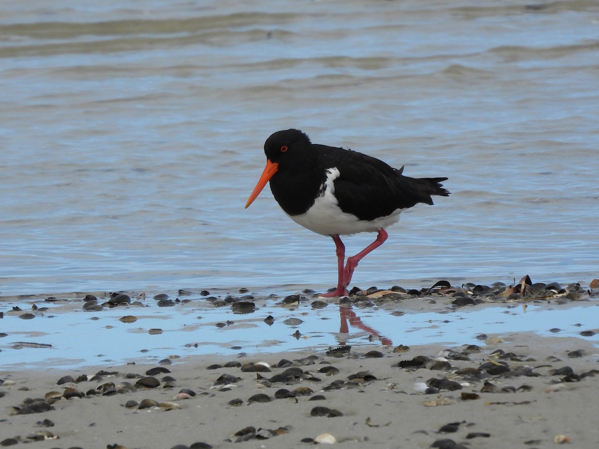 Pied Oystercatcher - ML659316379
