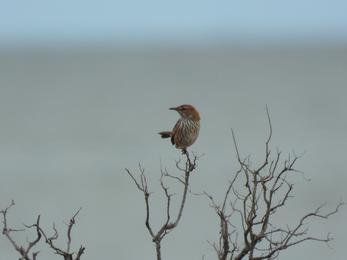 Rufous Fieldwren - ML659316395
