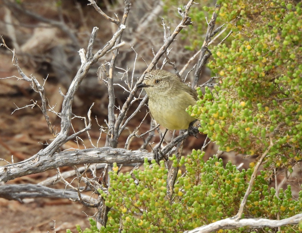 Slender-billed Thornbill - ML659316403