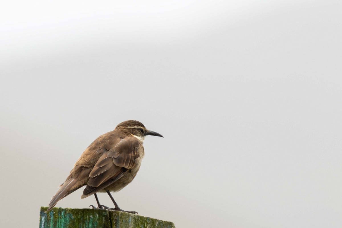 Stout-billed Cinclodes - ML659316535