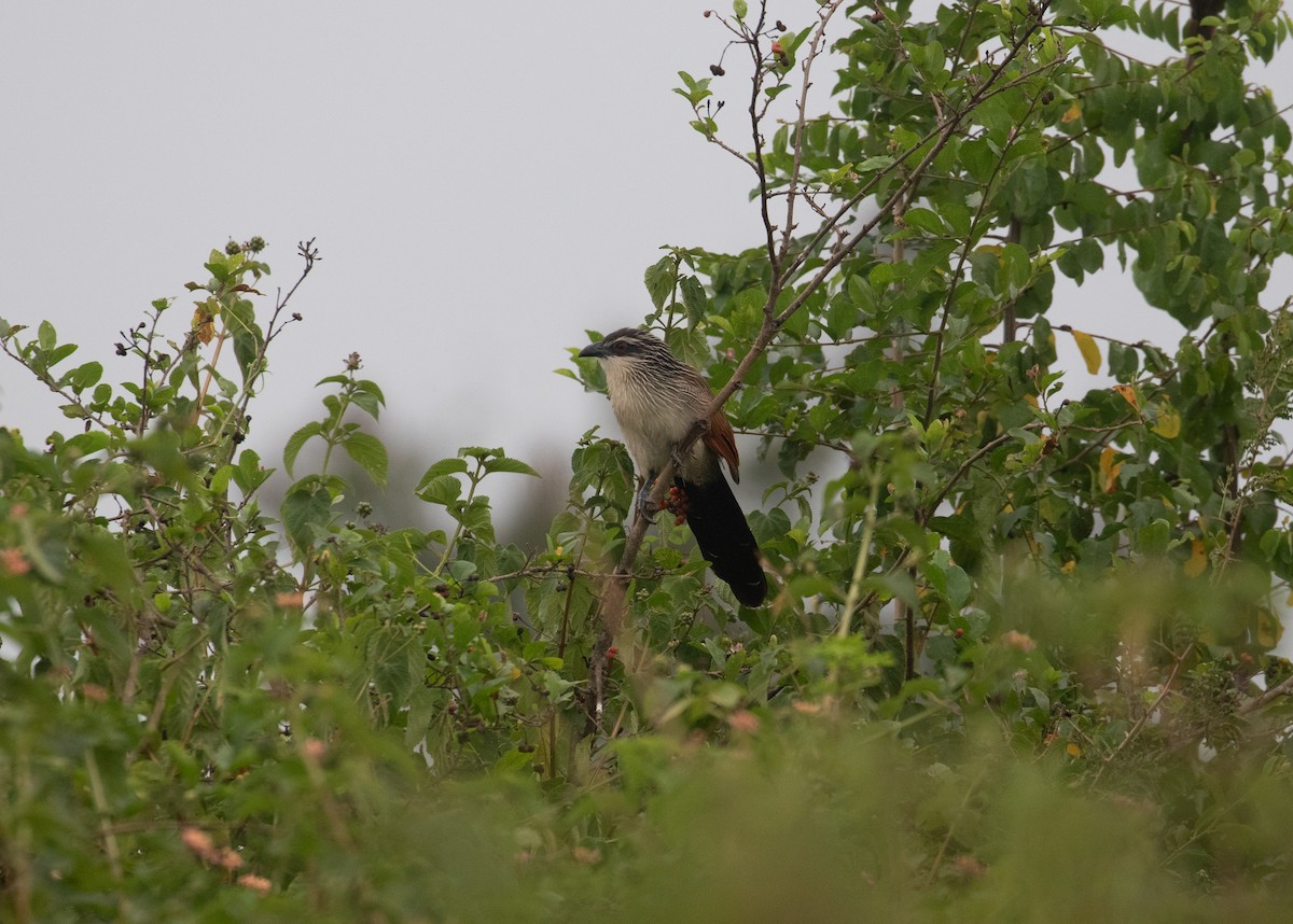 hvitbrynsporegjøk - ML659317039