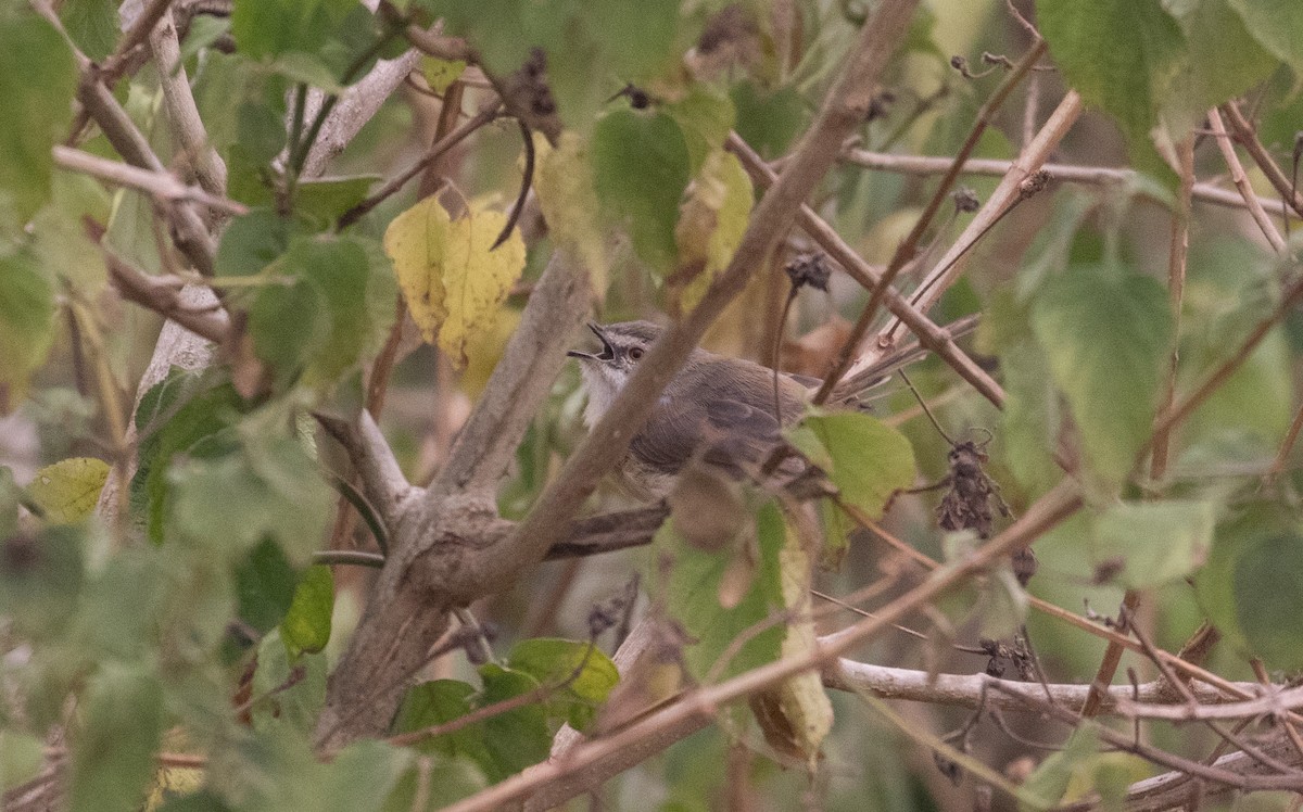 Tawny-flanked Prinia - ML659317057