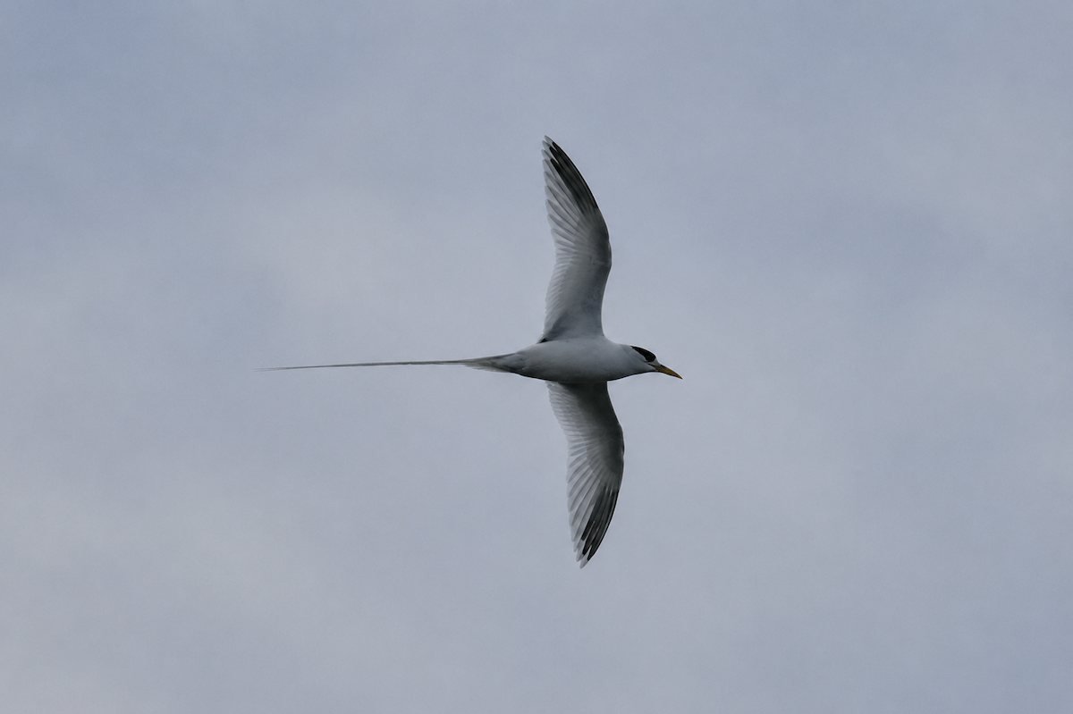 White-tailed Tropicbird - ML659317893