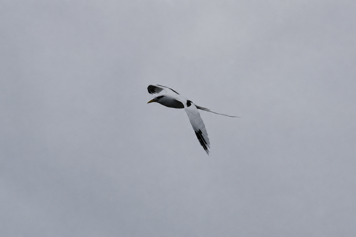 White-tailed Tropicbird - ML659317894