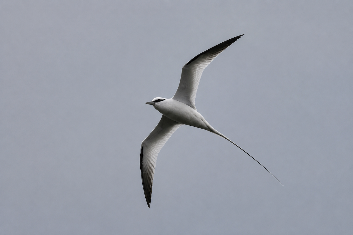 White-tailed Tropicbird - ML659317895