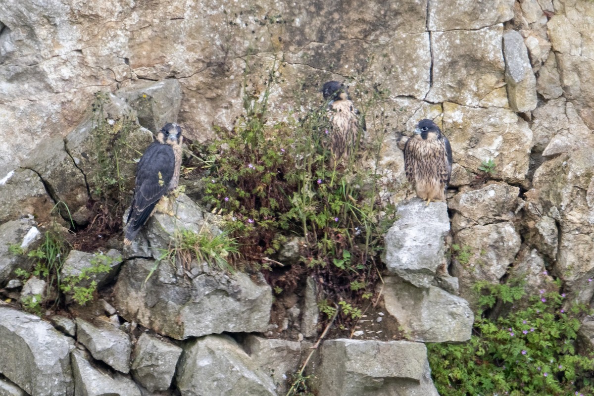 Peregrine Falcon - ML659318231